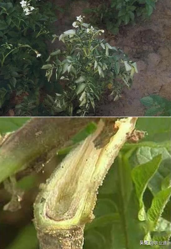 北方马铃薯种植技术