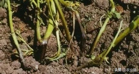北方马铃薯种植技术