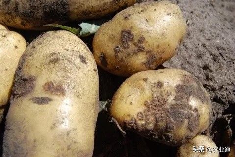 北方马铃薯种植技术