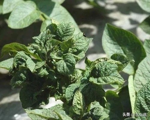 北方马铃薯种植技术