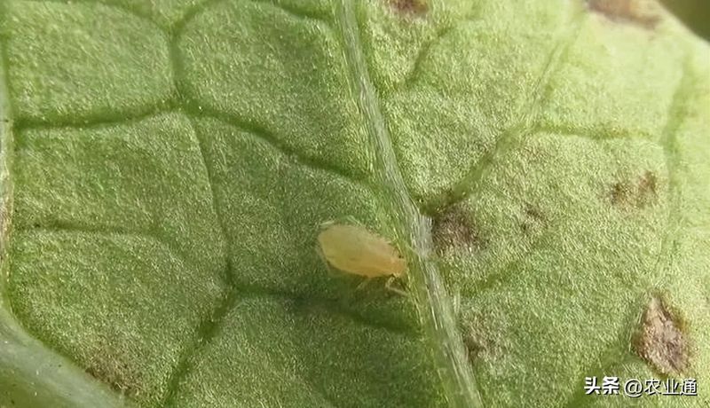 北方马铃薯种植技术