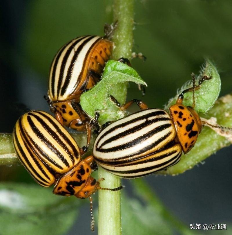 北方马铃薯种植技术