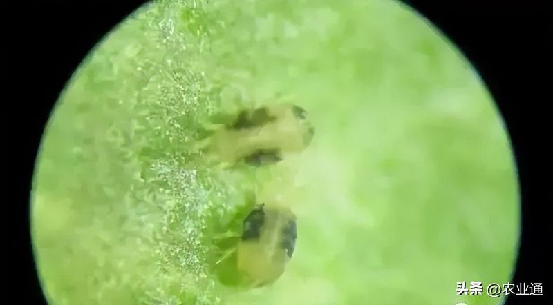 北方马铃薯种植技术