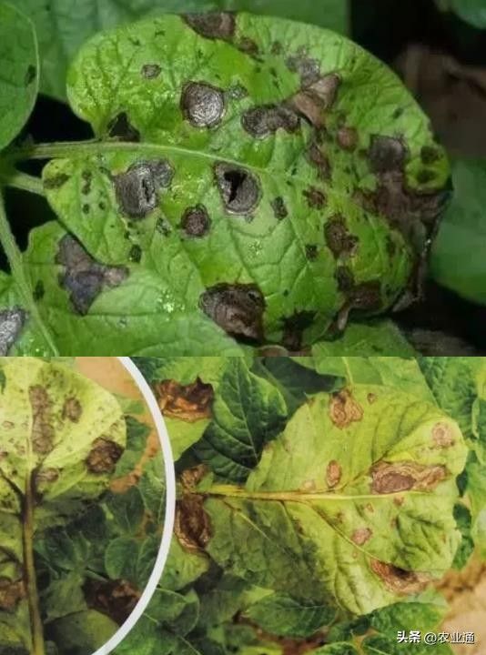 北方马铃薯种植技术