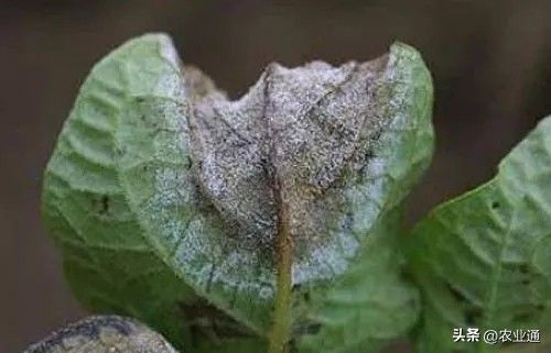 北方马铃薯种植技术