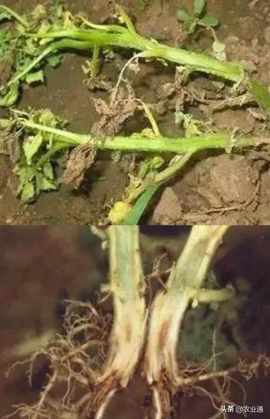 北方马铃薯种植技术