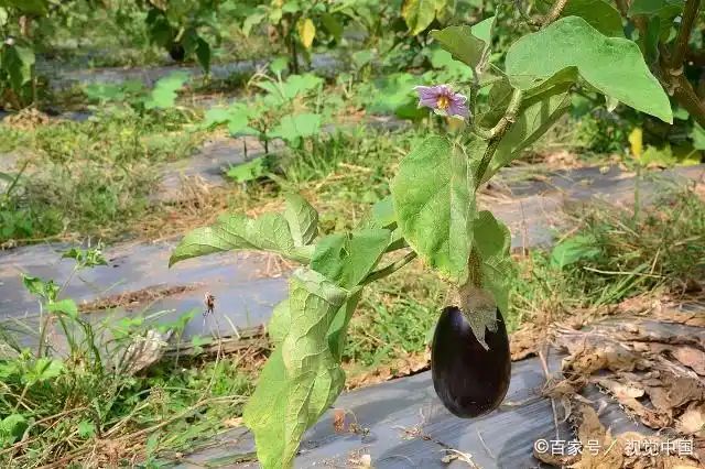 茄子大棚种植技术