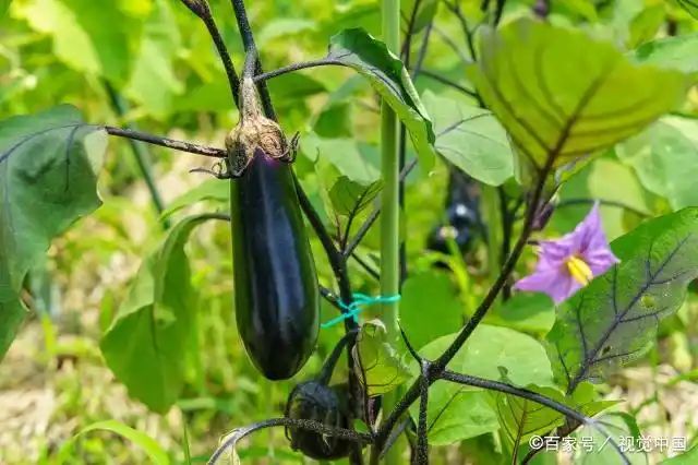 茄子大棚种植技术
