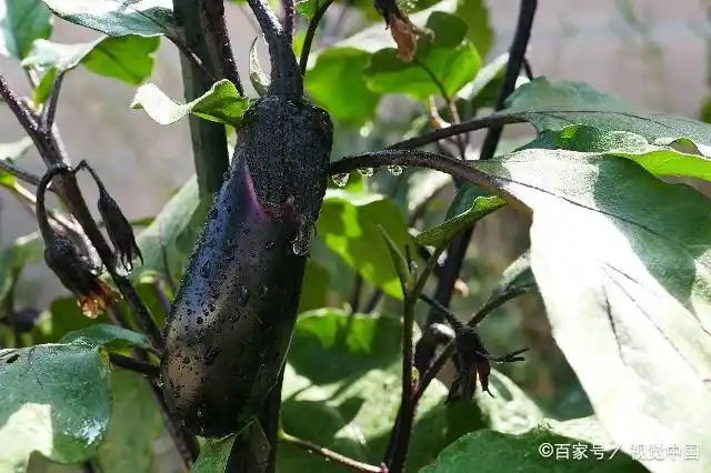 茄子大棚种植技术