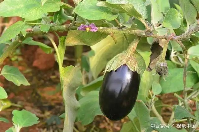 茄子大棚种植技术