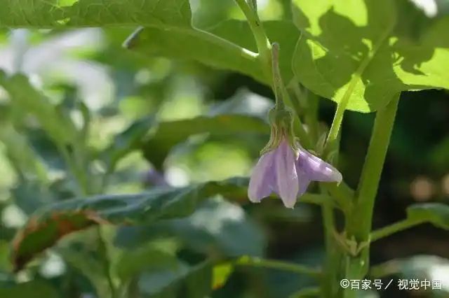 茄子大棚种植技术