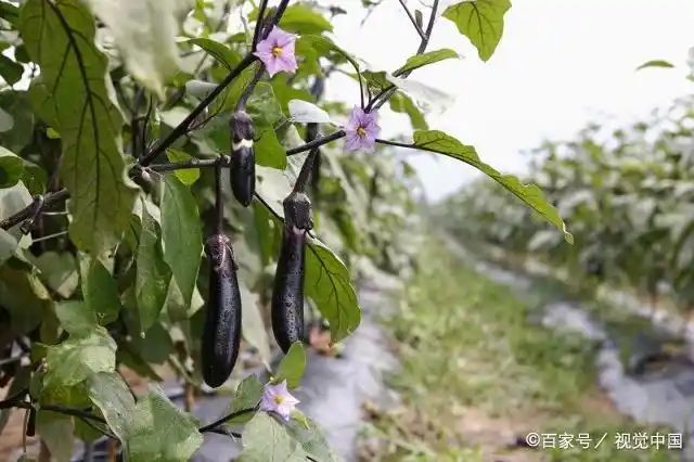 茄子大棚种植技术