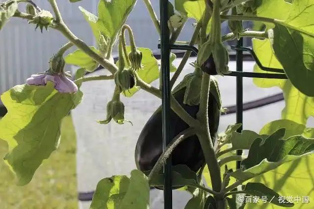 茄子大棚种植技术