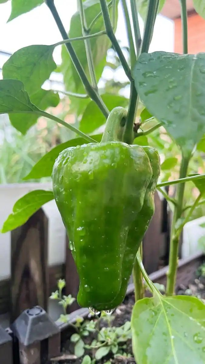 茄子大棚种植技术