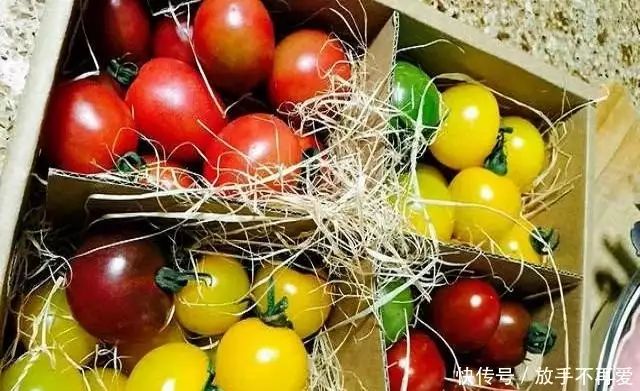 五彩番茄种植技术 中国