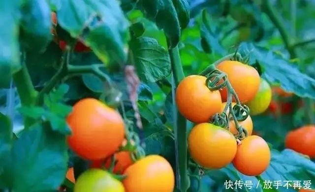 五彩番茄种植技术 中国