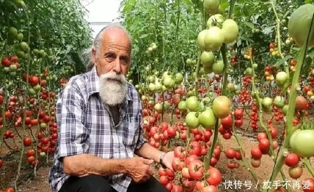 五彩番茄种植技术 中国