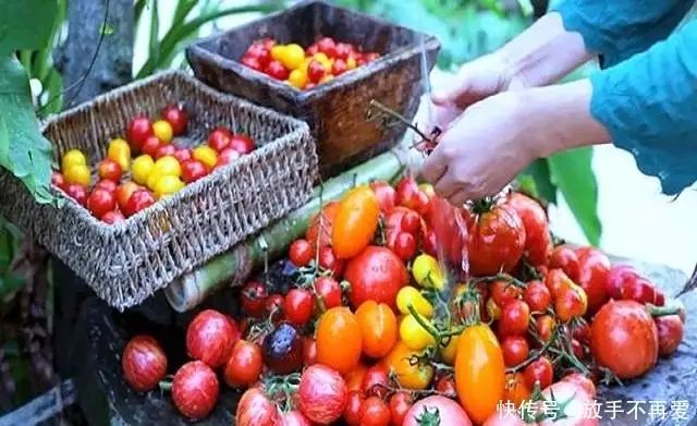 五彩番茄种植技术 中国