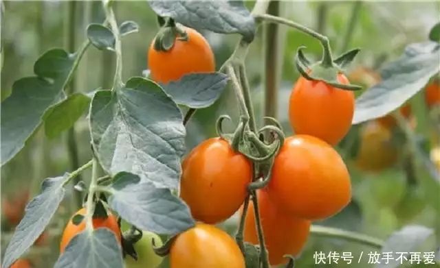 五彩番茄种植技术 中国