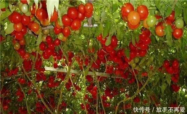 五彩番茄种植技术 中国