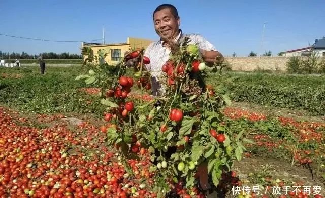 五彩番茄种植技术 中国