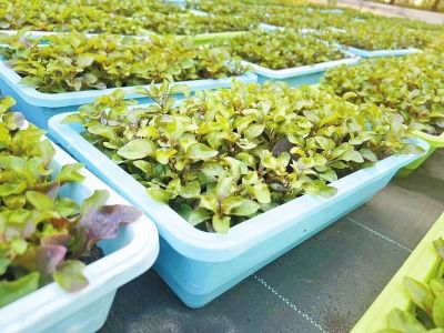 蔬菜盆栽种植方法