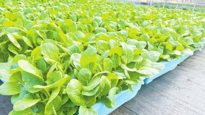 蔬菜盆栽种植方法