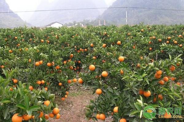 沙糖桔种植技术教科书