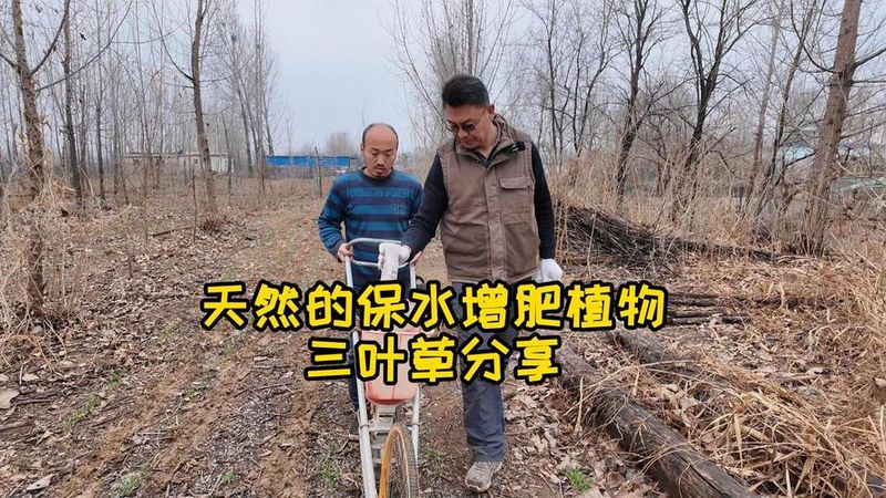 三叶草的种植技术与好处