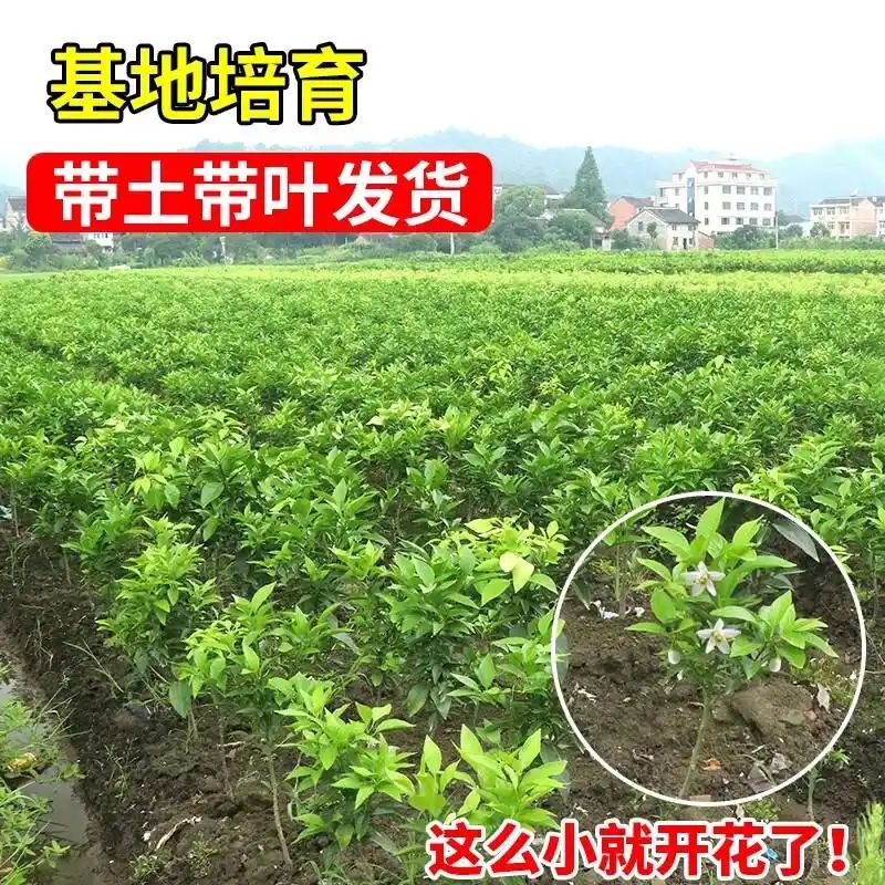 庭院种橘树选苗犯难？为何老农一致认为这7款苗最省心？掌握秘诀，让你的庭院橘树轻松茁壮成长