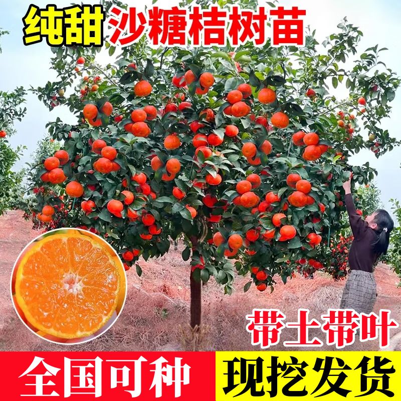 沙糖桔种植技术教科书