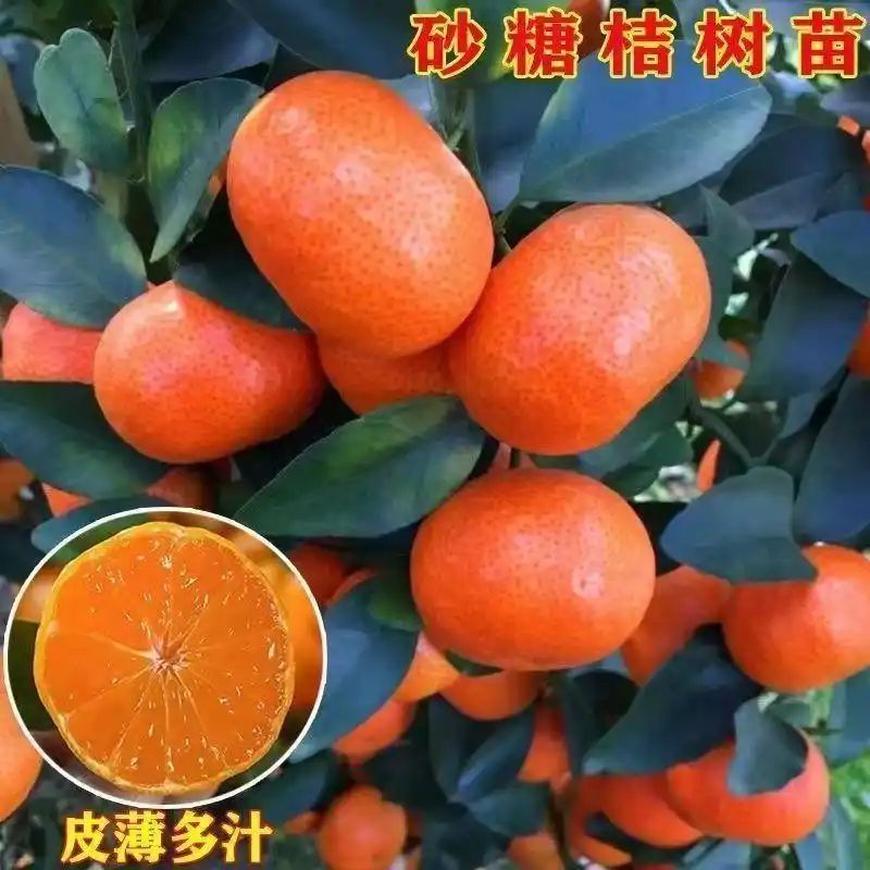 沙糖桔种植技术教科书