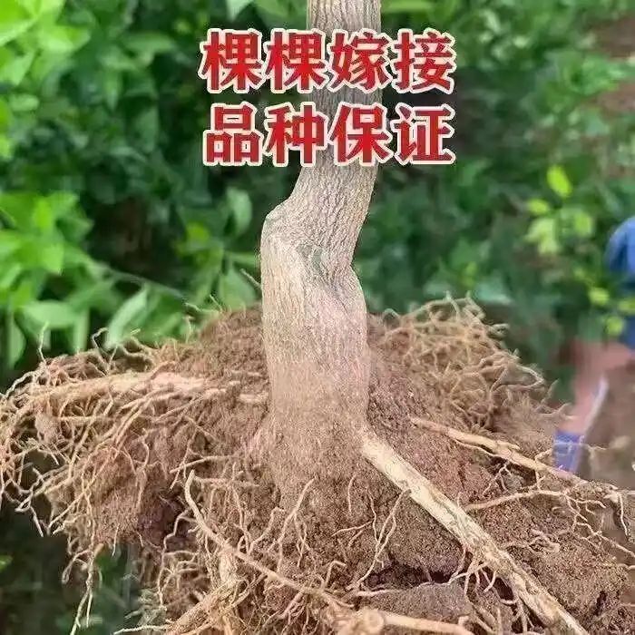 沙糖桔种植技术教科书