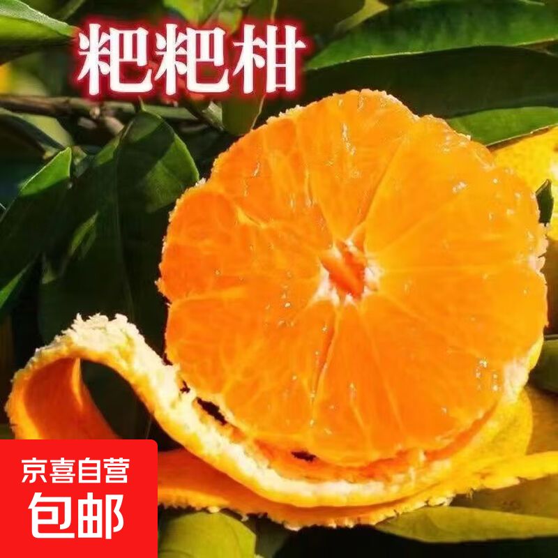 沙糖桔种植技术教科书