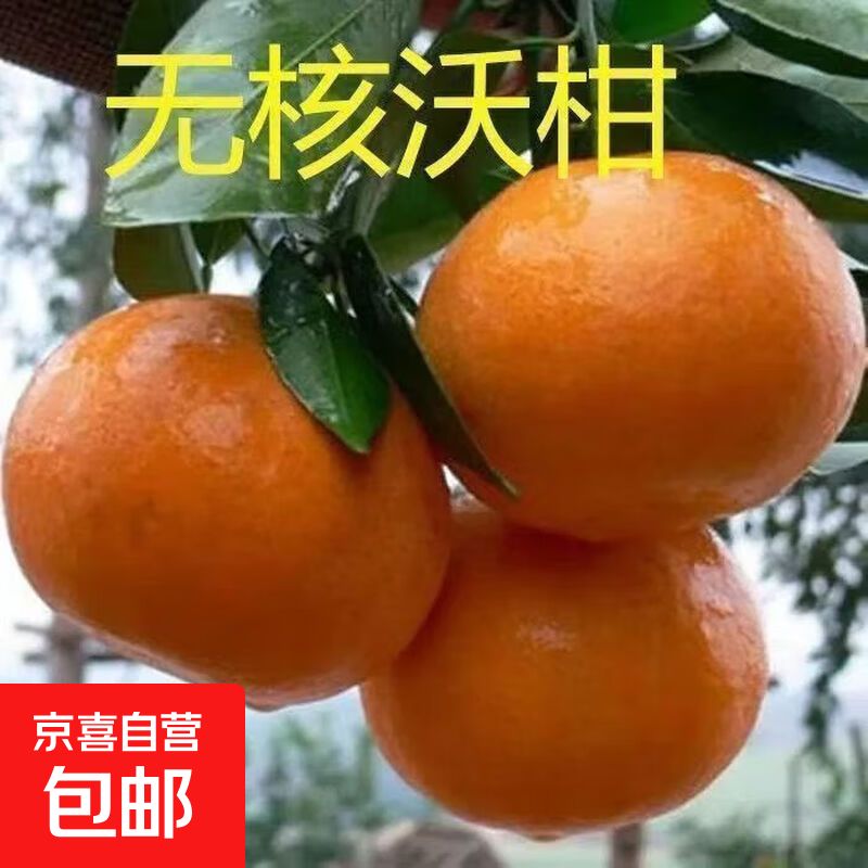 沙糖桔种植技术教科书