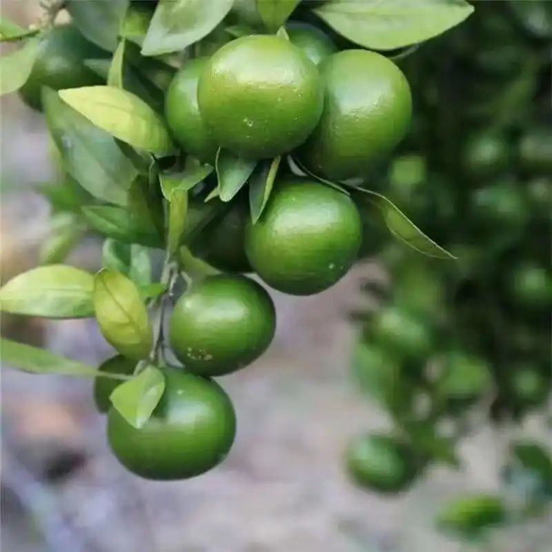 沙糖桔种植技术教科书