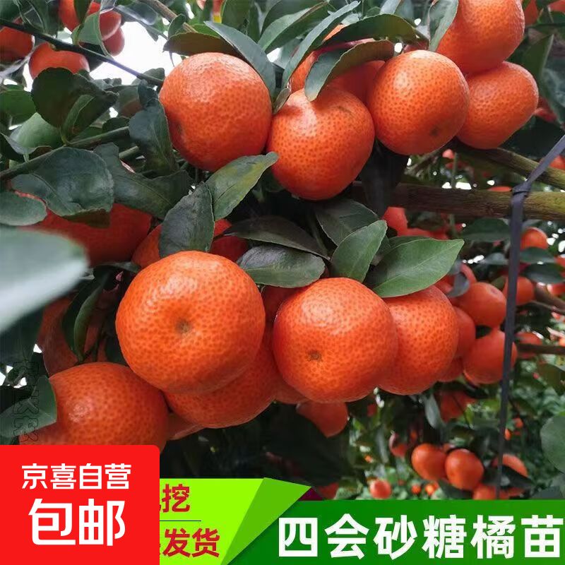 沙糖桔种植技术教科书