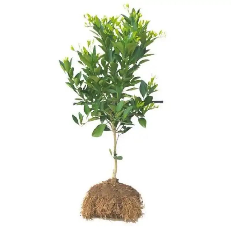 沙糖桔种植技术教科书