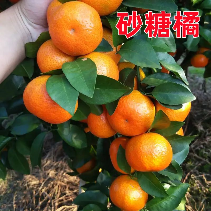 沙糖桔种植技术教科书