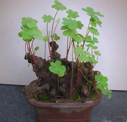 三叶草种植方法