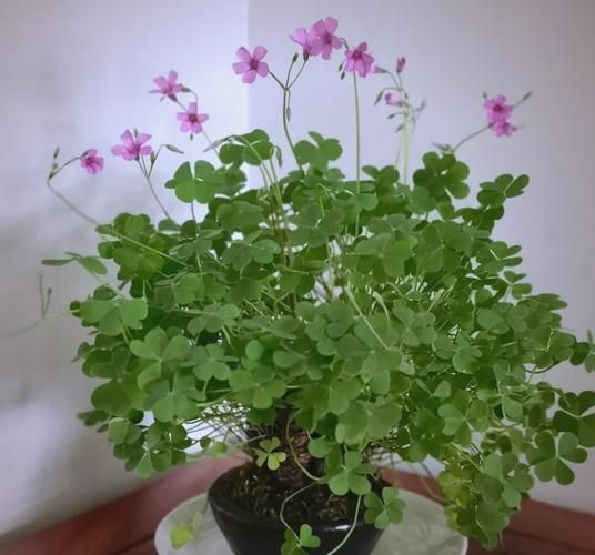 三叶草种植方法