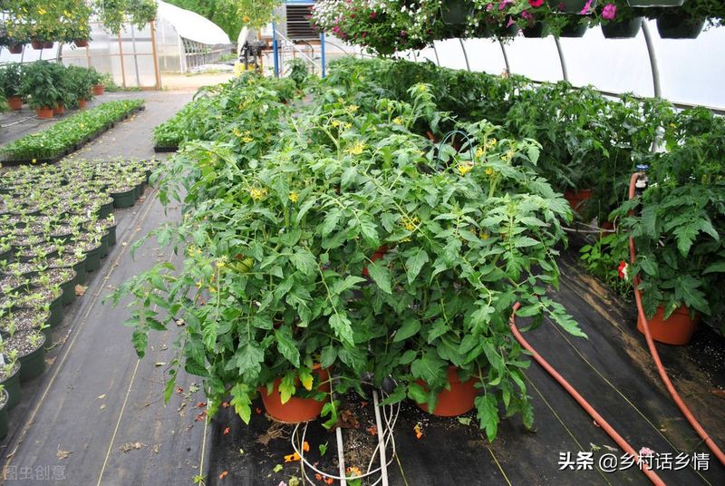 蔬菜盆栽种植方法