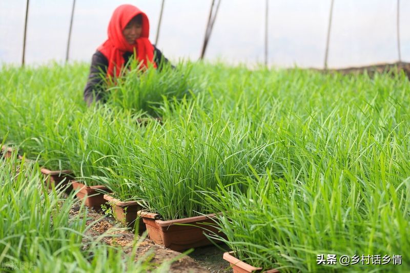 蔬菜盆栽种植方法