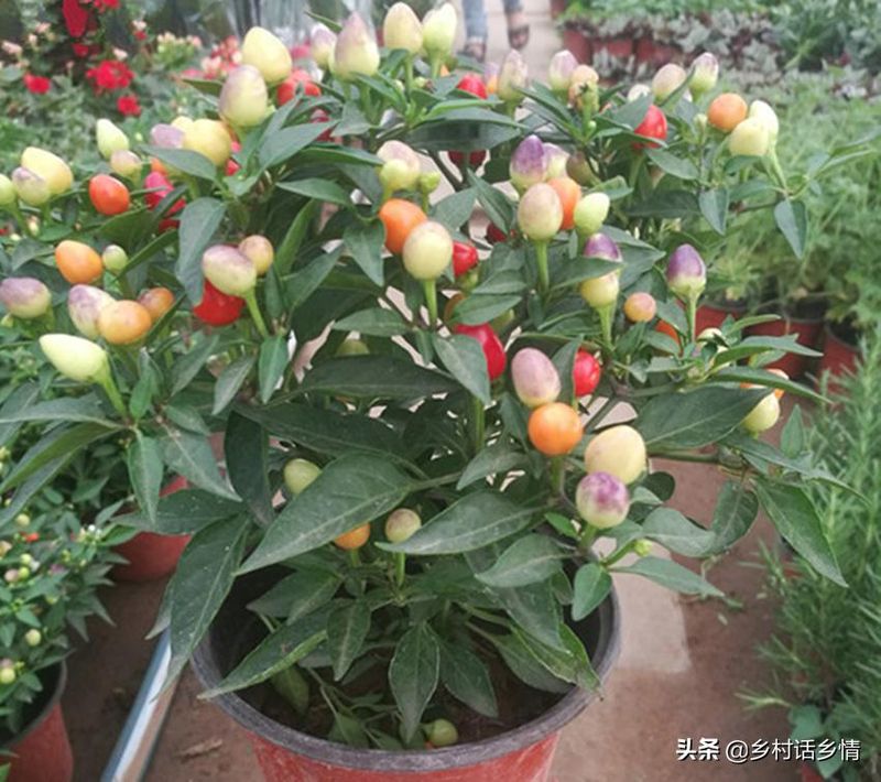 蔬菜盆栽种植方法