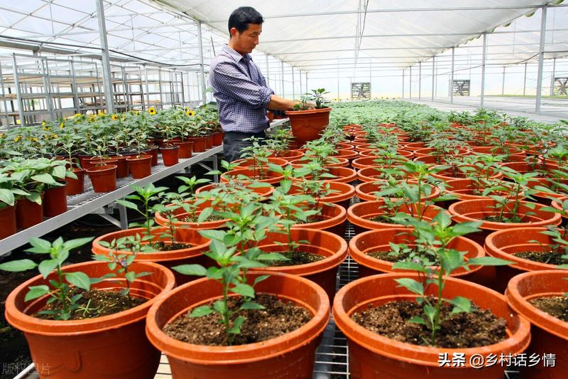 蔬菜盆栽种植方法