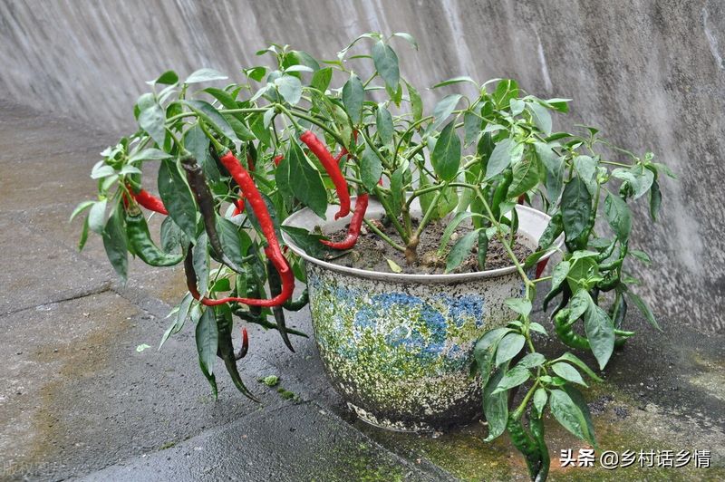 蔬菜盆栽种植方法