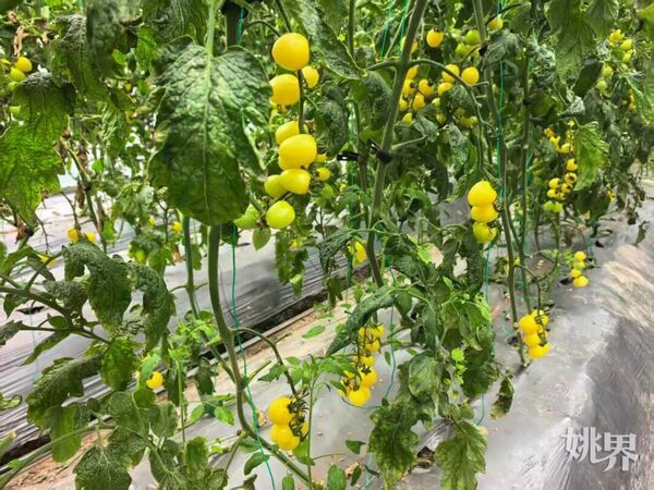 五彩番茄种植技术 中国