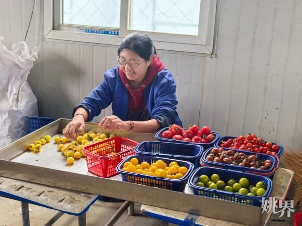 五彩番茄种植技术 中国
