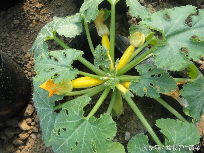 盆栽蔬菜在家庭,学校 企业中的各种实践应用方式