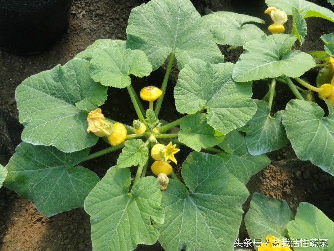 蔬菜盆栽种植方法